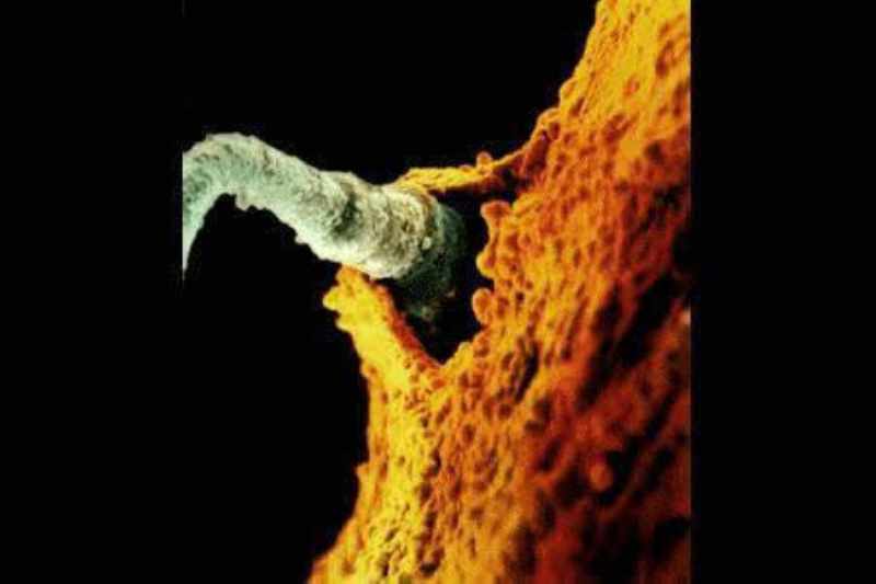  p>精子(sperm),分 a target="_blank" href="/item/动物精子">动物