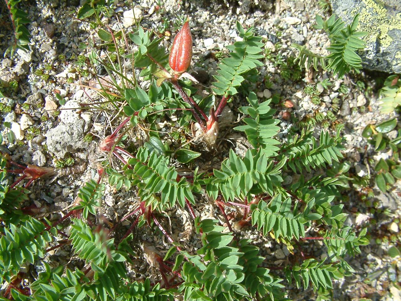  p>黄毛棘豆(学名:oxytropis ochranthd turcz.