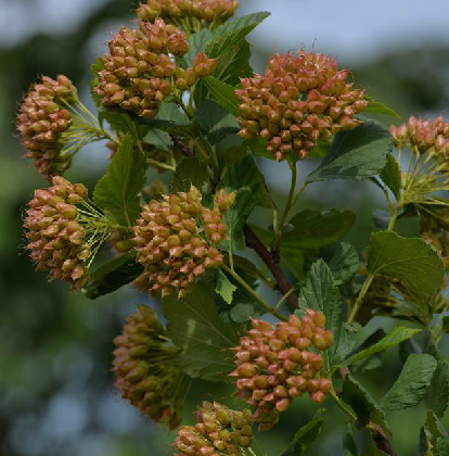  p>风箱果(学名: i>physocarpus amurensis /i> (maxim.) maxim.