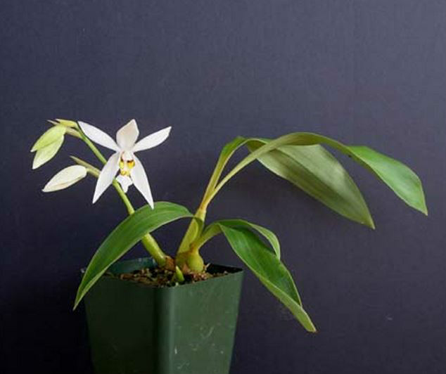  p>眼斑贝母兰(学名: i>coelogyne corymbosa /i>  lindl.