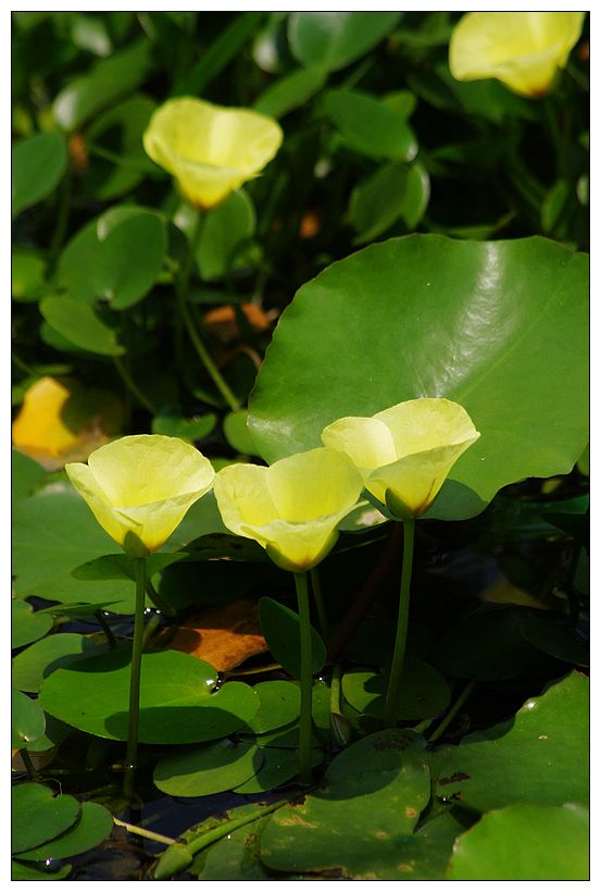 hydrocleys nymphoides