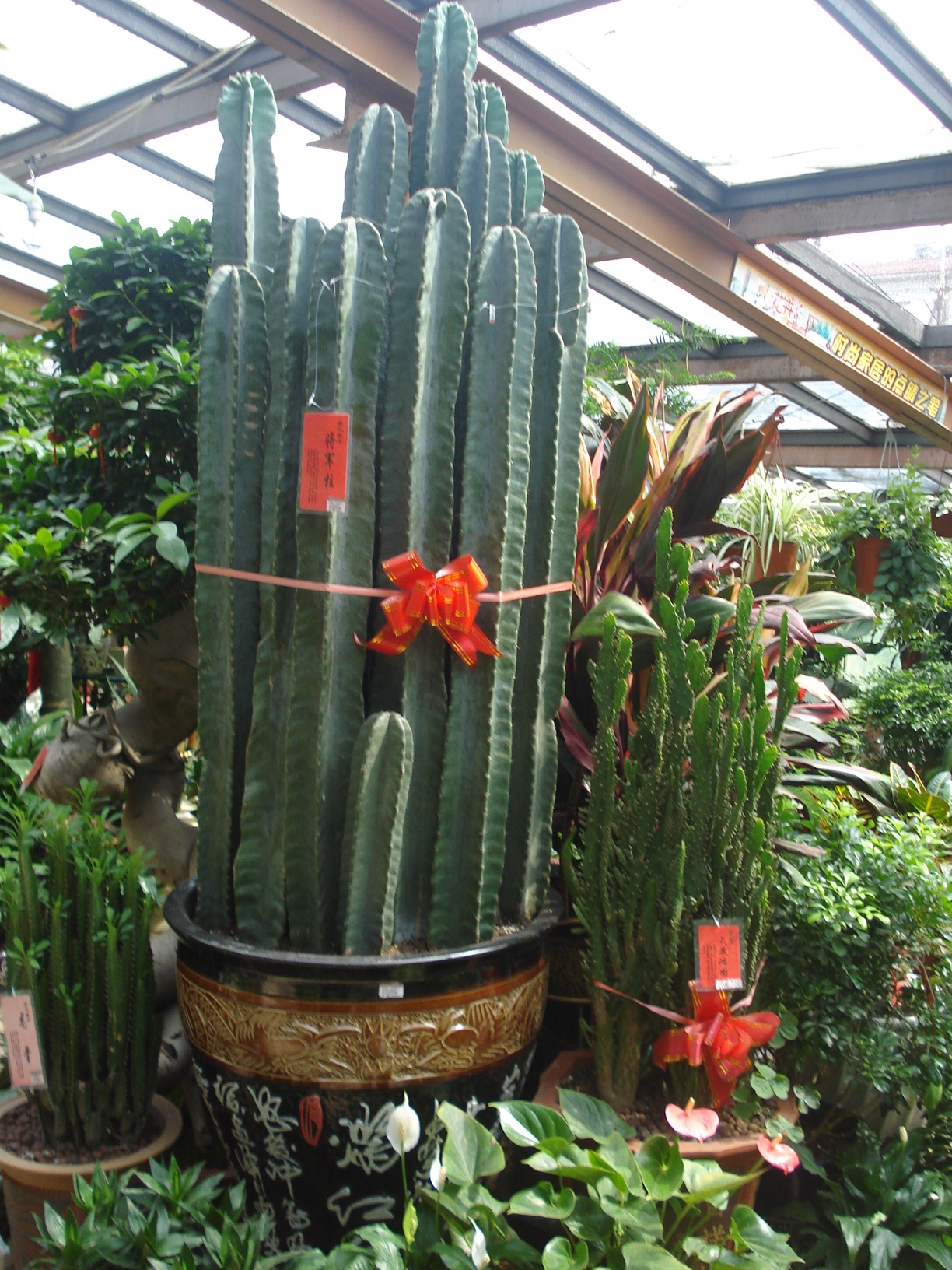 8wdn">将军柱为 a target="_blank" href="/item/仙人掌科/5822858"