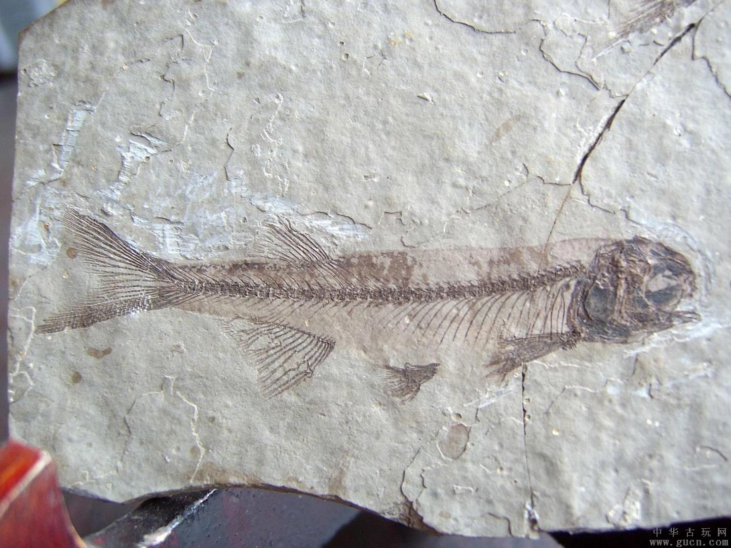  p>狼鳍鱼是原始的 a href="#" data-lemmaid="8722458">真骨鱼类 /a>