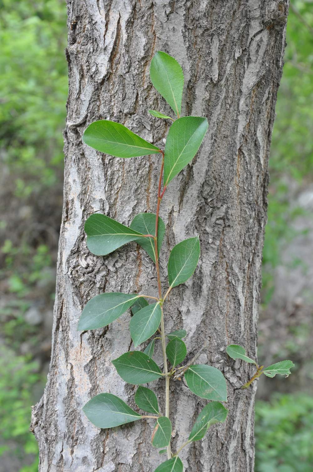 宽叶小叶杨(变种)