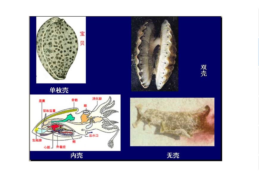  p>掘足类亦称 a target="_blank" href="/item/管壳类">管壳类 /a>