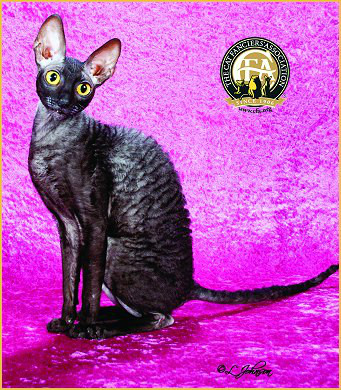  p>柯尼斯卷毛猫(cornish rex),是源出于 a href="#" data-lemmaid="