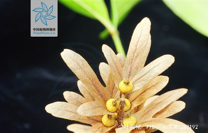  p>少叶黄杞(学名: i>engelhardtia fenzlii /i> merr.