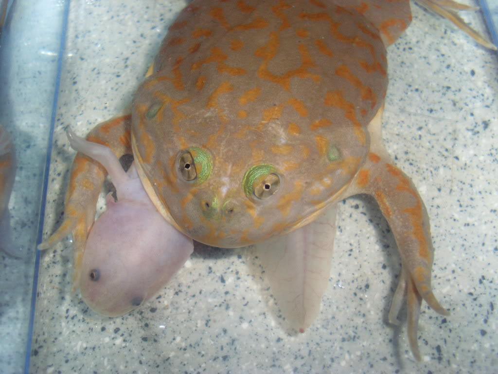  p>六角龙为 a target="_blank" href="/item