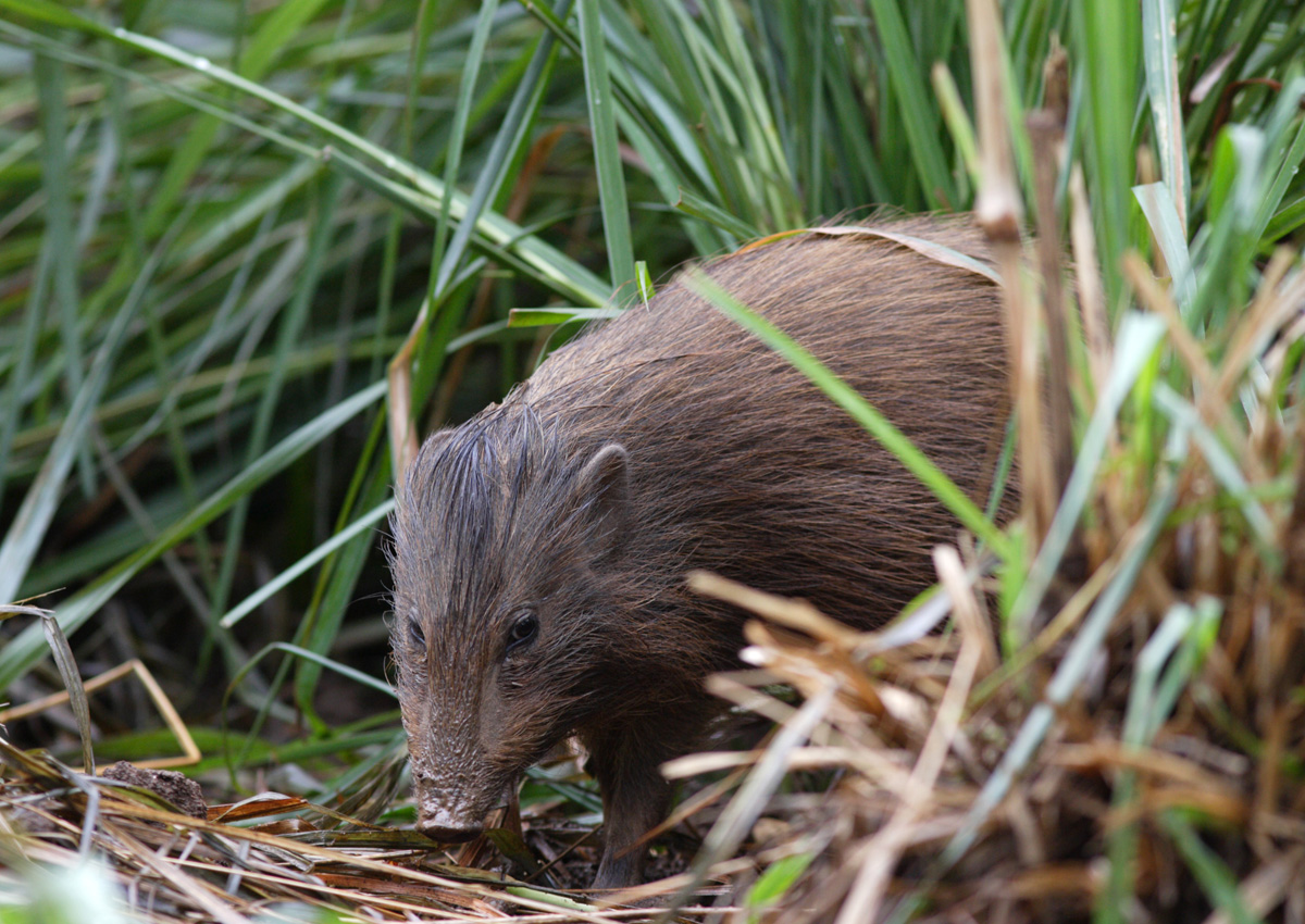  p>侏儒猪属(学名: i>porcula /i>):是哺乳纲,猪科的一个属,仅有一种