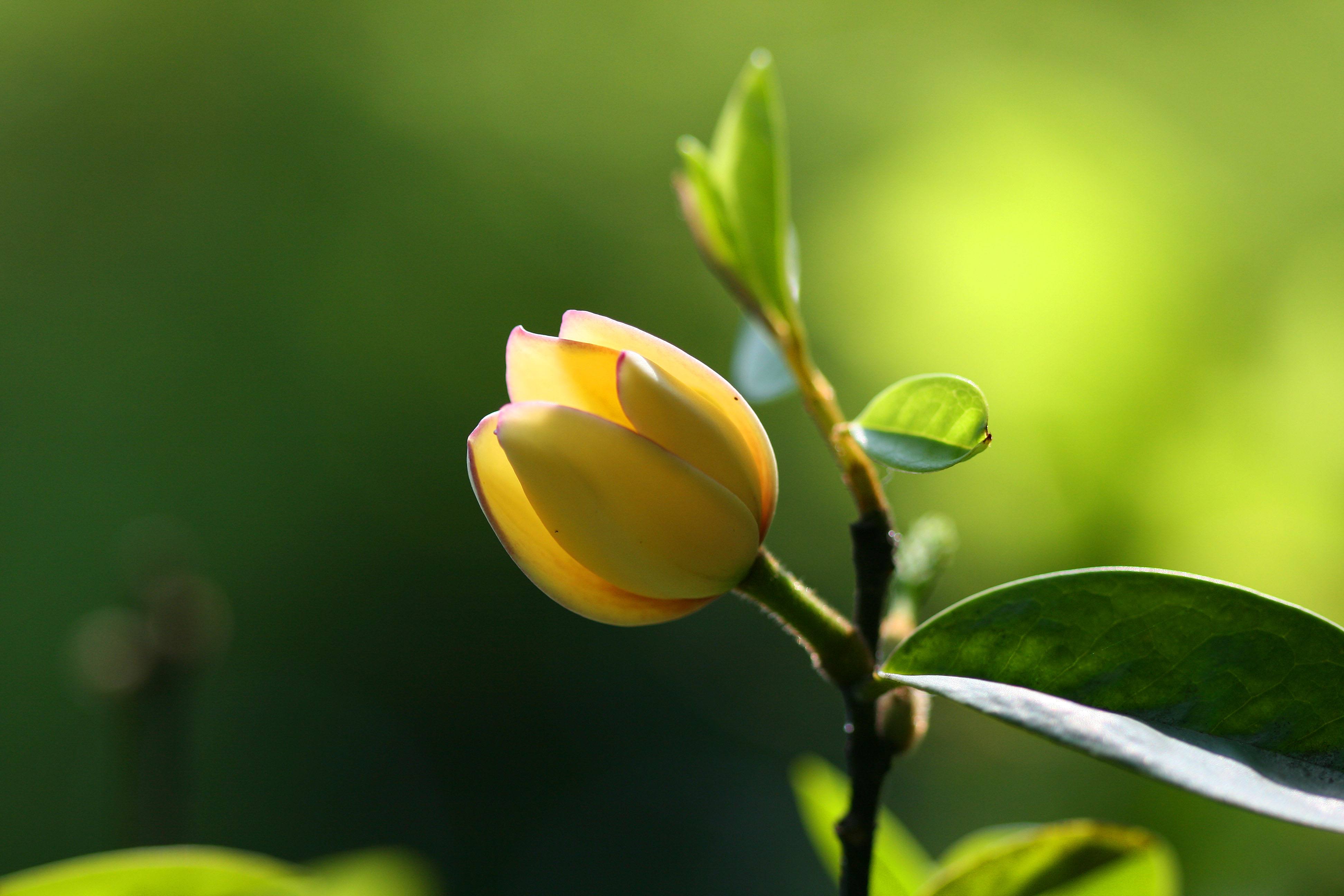  p>含笑花,拉丁文名:michelia figo (lour.)spreng.