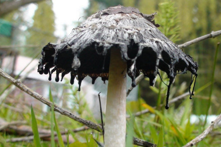 墨汁鬼伞（鬼伞科鬼伞属真菌）_百度百科