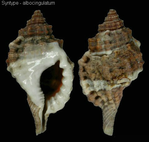  p>红口法螺(学名: i>cymatium muricinum /i>): a> /a> a data-lemma