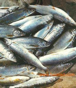 秋白鲑 百度百科