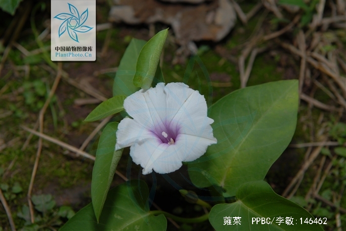  i>ipomoea aquatica /i> forsk),别称空心菜,通菜蓊,蓊菜,藤藤菜,通