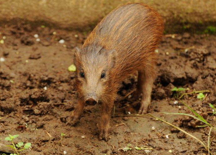  p>侏儒猪属(学名: i>porcula /i>):是哺乳纲,猪科的一个属,仅有一种