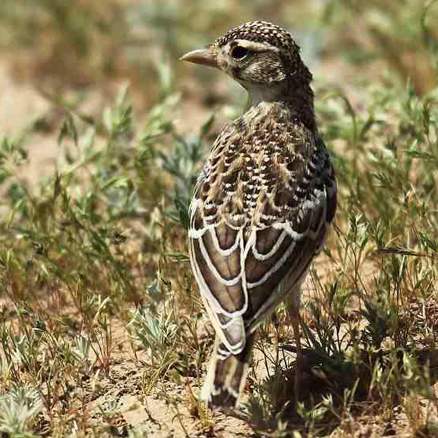  p>二斑百灵(学名:melanocorypha bimaculata)为百灵科百灵属的鸟类.