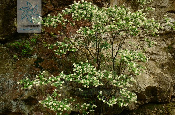 绢毛山梅花(原变种)