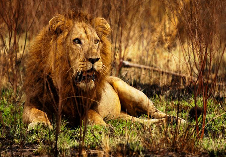 panthera leo hollisteri
