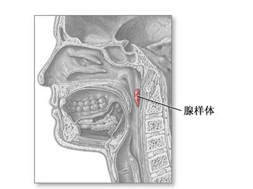 data-id="gnaorkug1f">增殖腺(adenoid)是位于鼻咽部的一种特殊腺体