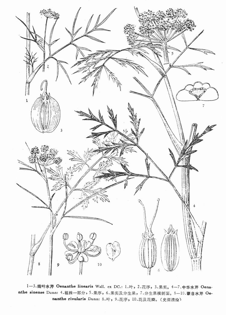 oenanthe sinensis dunn