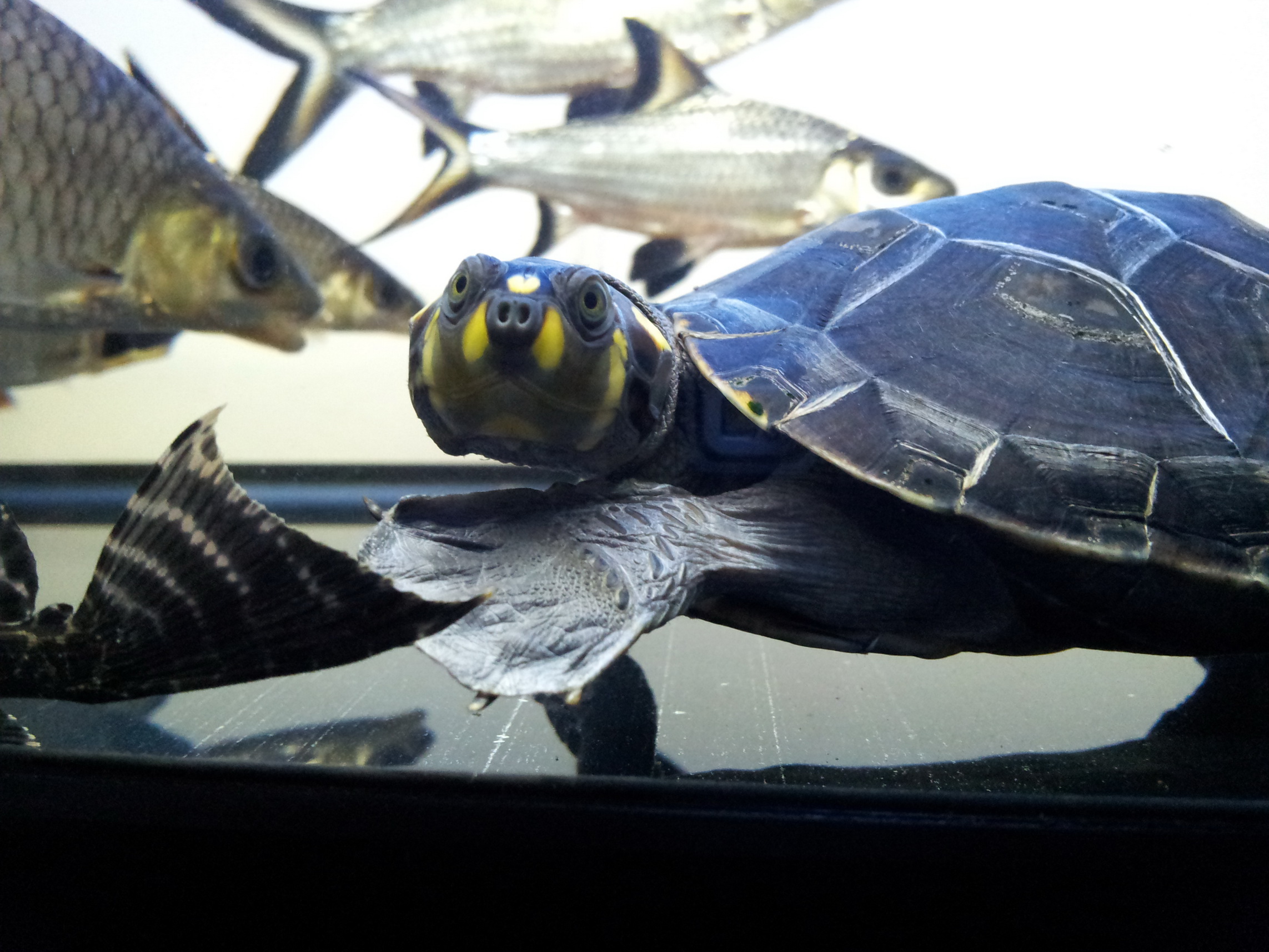 颈龟(学名: i>podocnemis unifilis /i>)是侧颈龟科,南美侧颈龟属动物