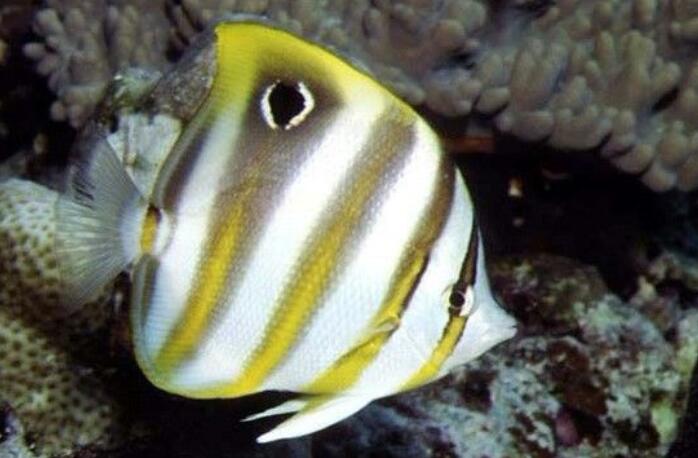 parachaetodon ocellatus