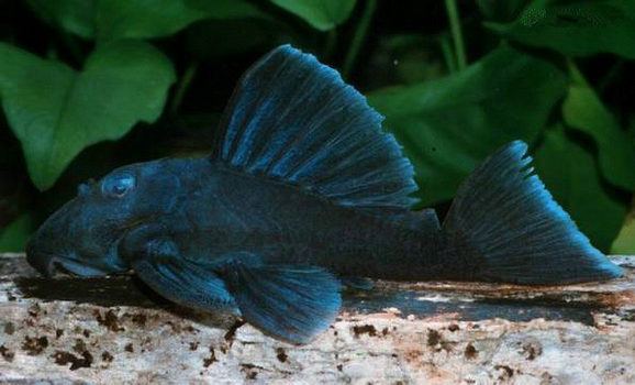 蓝丝绒异型鱼