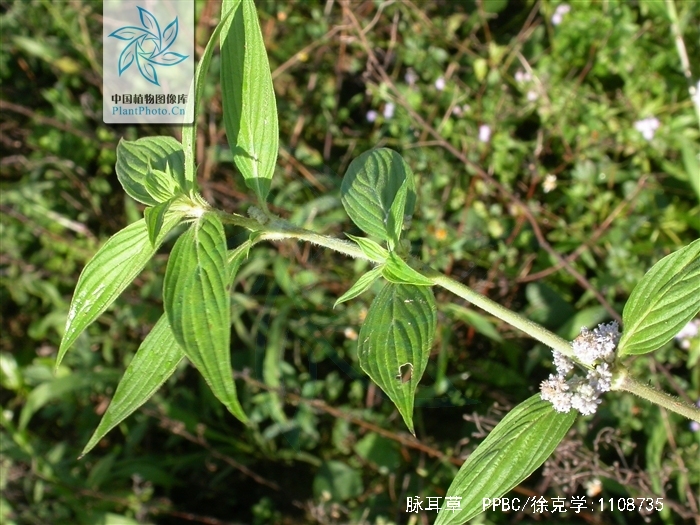 脉耳草
