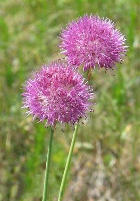  p>小山蒜(学名: i>allium pallasii /i> murray)是百合科,葱属多年生
