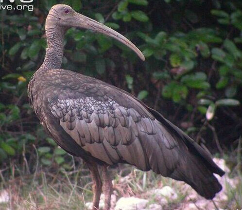  p>大鹮,是鹮科大鹮属下的单形种,主要分布于柬埔寨北部,极少量存活于