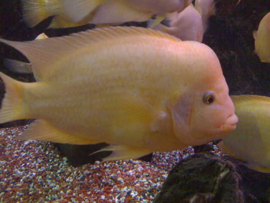  p>火鹤鱼,热带鱼,鱼学名:cichlasoma citrinellum 别名寿星头,寿星鱼