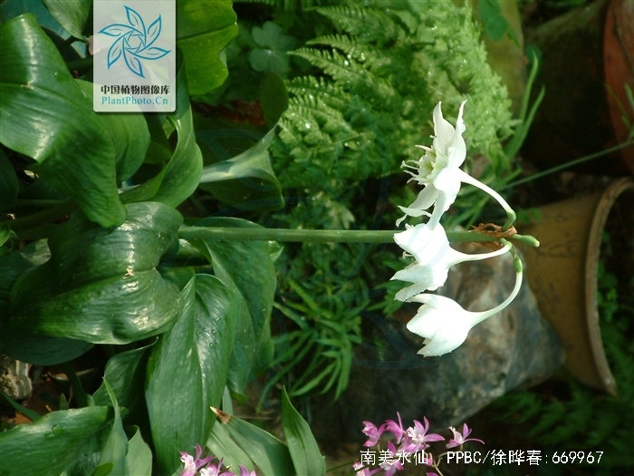  p>南美水仙(学名: i>eucharis /i>  i>× /i>  i>grandiflora /i>