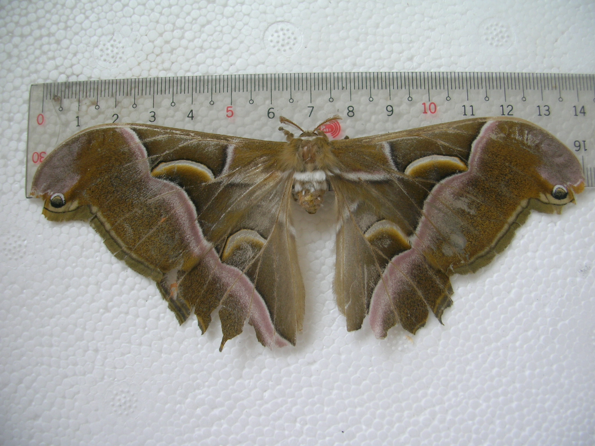  p>乌桕大蚕蛾(学名:attacus atlas)是鳞翅目大(天)蚕蛾科的一种大型