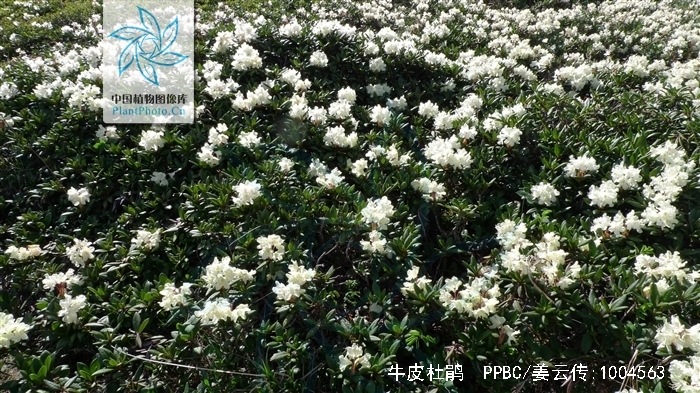  p>牛皮杜鹃(学名: i>rhododendron aureum /i> georgi):常绿矮小 a