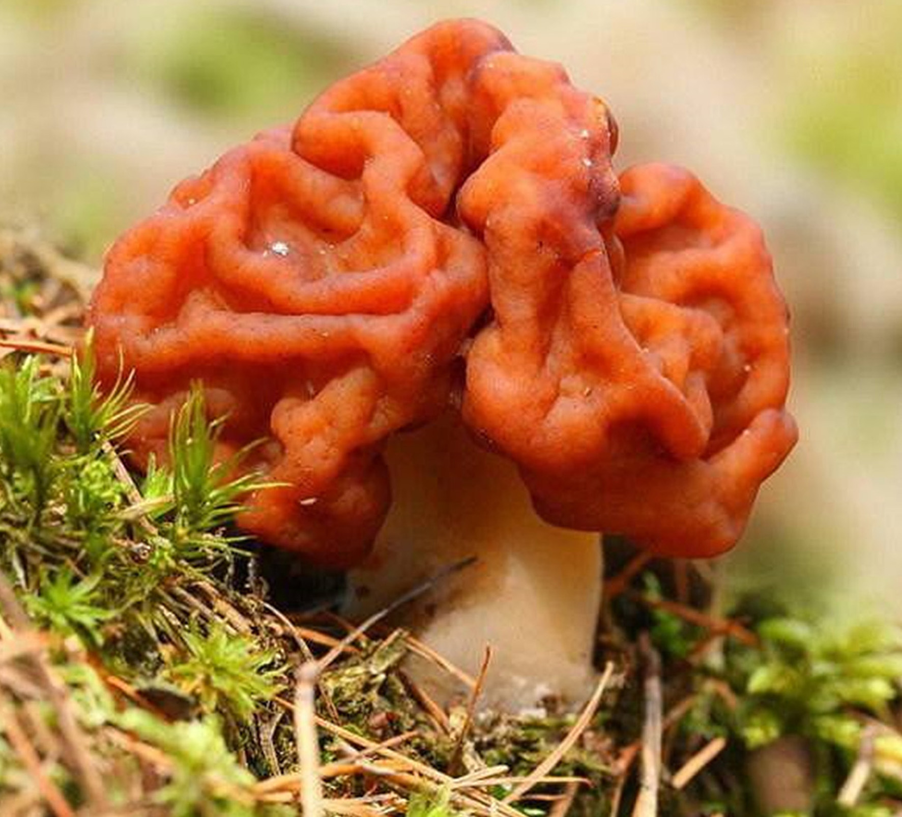  p>鹿花菌(学名gyromitra esculenta),又名鹿花蕈或河豚菌,是鹿花菌属