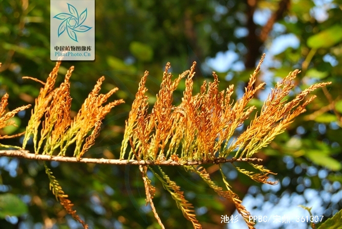  p>池杉(学名: i>taxodium distichum /i> var.