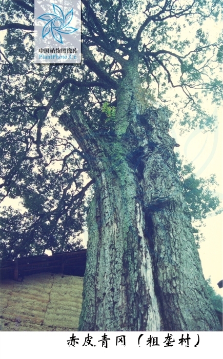  p>赤皮青冈(学名: i>cyclobalanopsis gilva /i> (blume) oerst)是