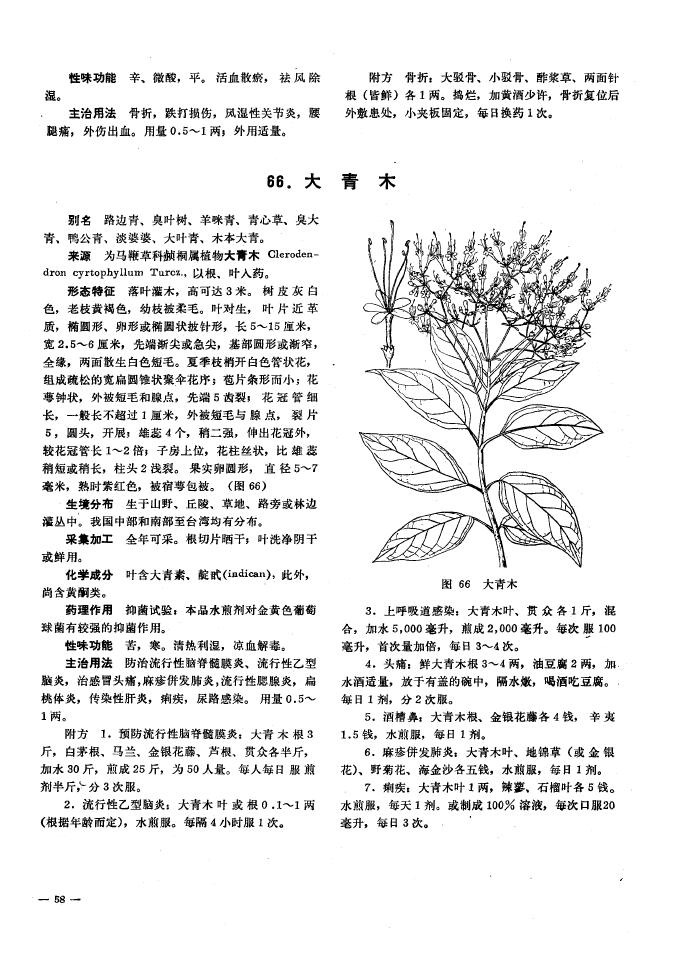臭叶树,羊咪青,青心草,臭大青,鸭公青,淡婆婆,大叶青,木本大青,属于