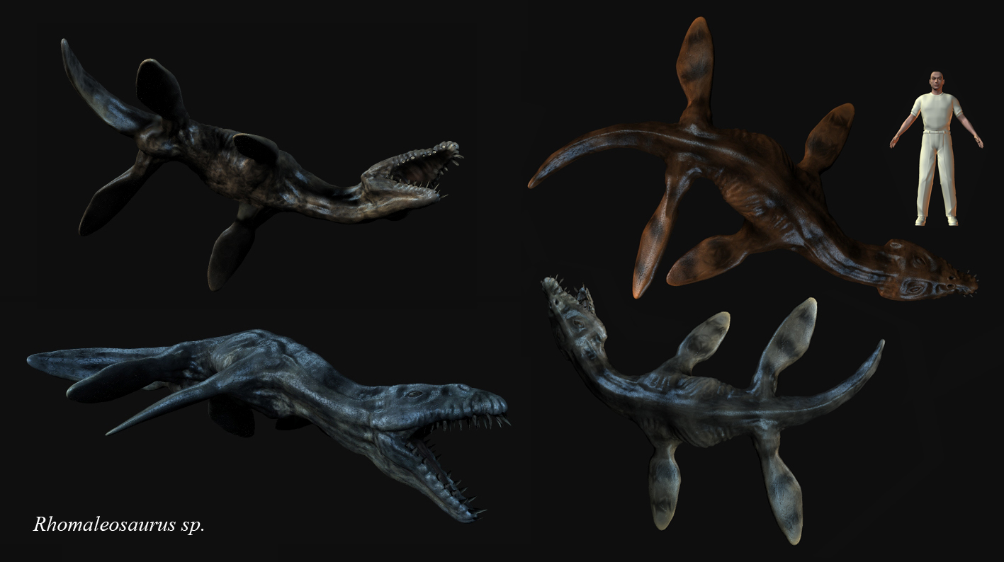 id="183168">菱龙 /a>(rhomaleosaurus)拉丁文的意思是"强壮的蜥蜴"