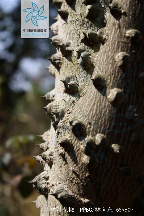  p>椿叶花椒(学名: i>zanthoxylum ailanthoides /i> sieb. et. zucc.