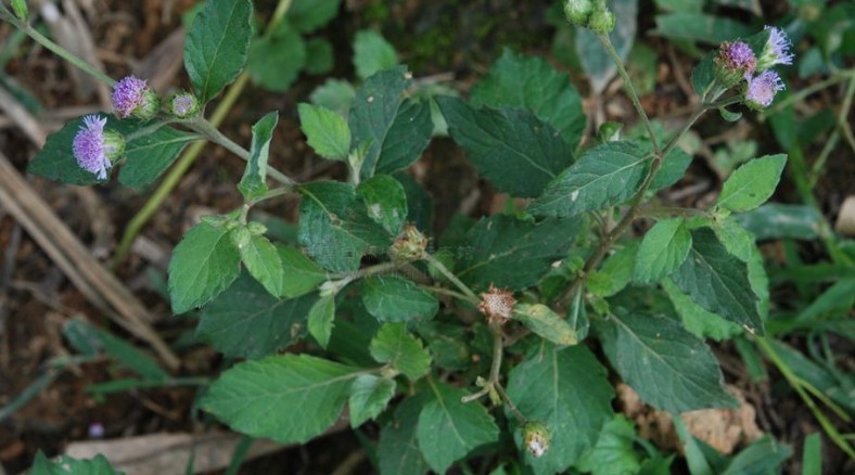  p>骨端旁又名狗仔花, a target="_blank" href="/item/咸虾花/993467