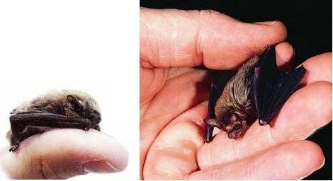  p data-id="gnb7rzn5wy">大黄蜂蝙蝠是泰国的大黄蜂蝠, span class="