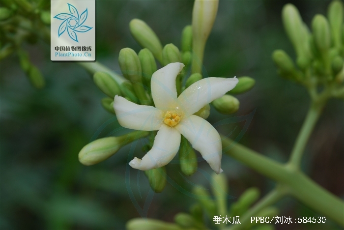  p>番木瓜(学名: i>carica papaya /i> l.