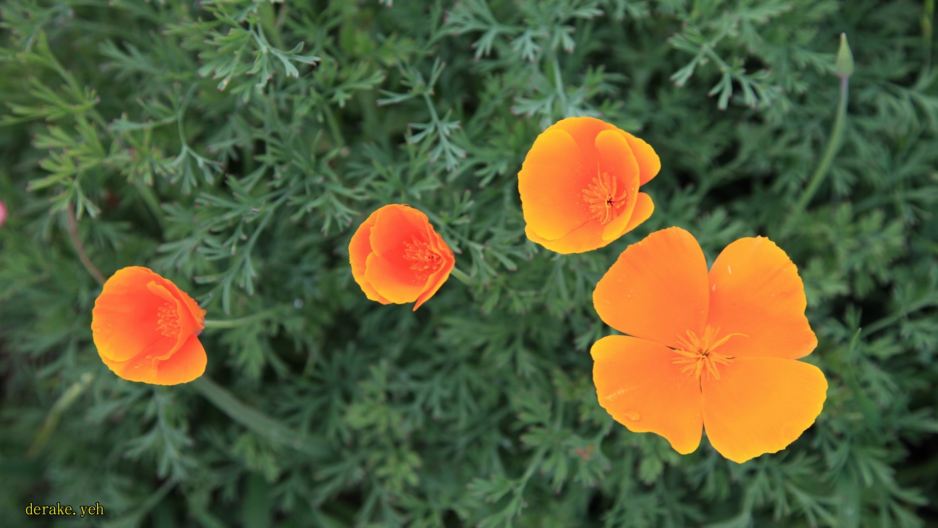  p>花菱草,(学名: i>eschscholtzia californica /i> cham.