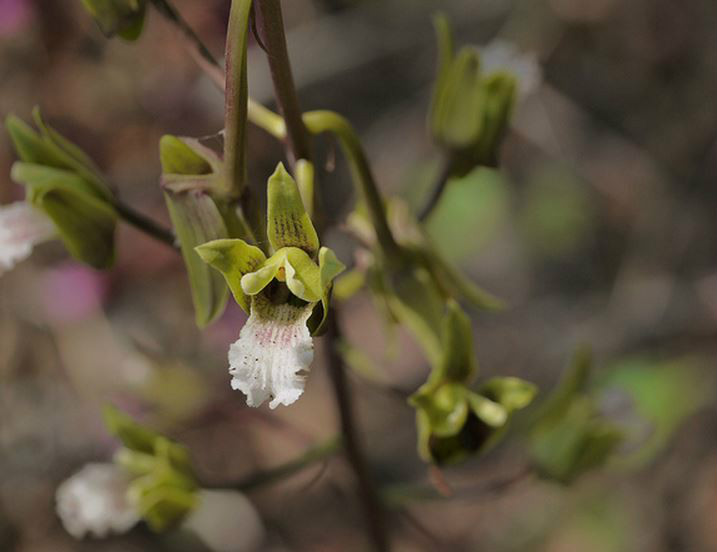 eulophia spectabilis (dennst.) suresh