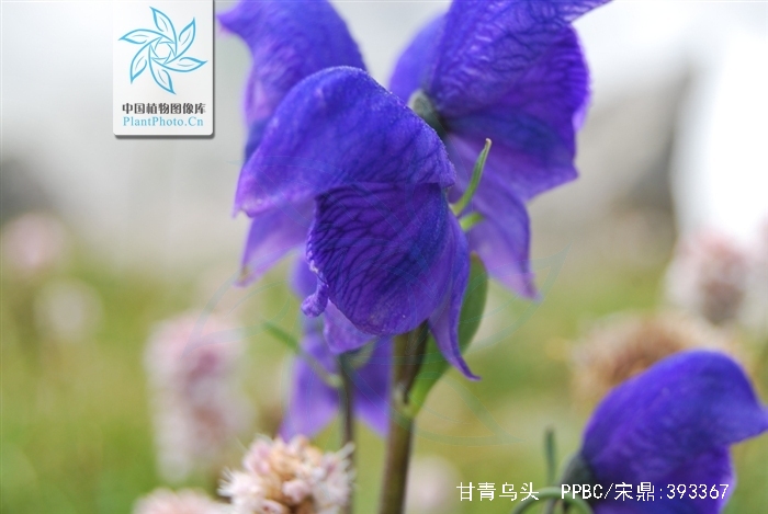 stapf)是毛茛科乌头属 a target="_blank" href="/item/植物