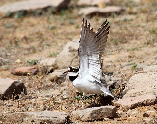 little ringed plover