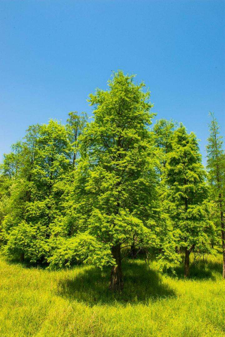  p>岩杉树,拉丁文名:wikstroemia angustifolia hemsl.