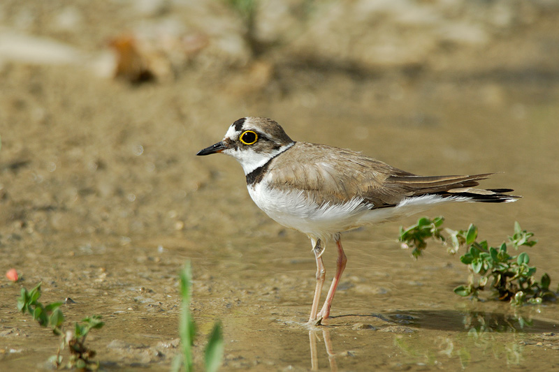 charadrius dubius curonicus