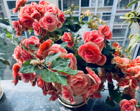 诗人最爱的茶花 除了赞美人的品性还有这些含义 百科ta说